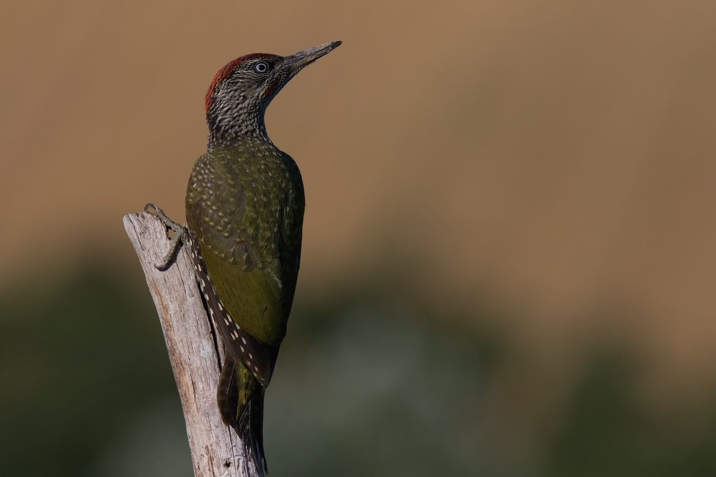 Žluna zelená  ( Picus viridis  )