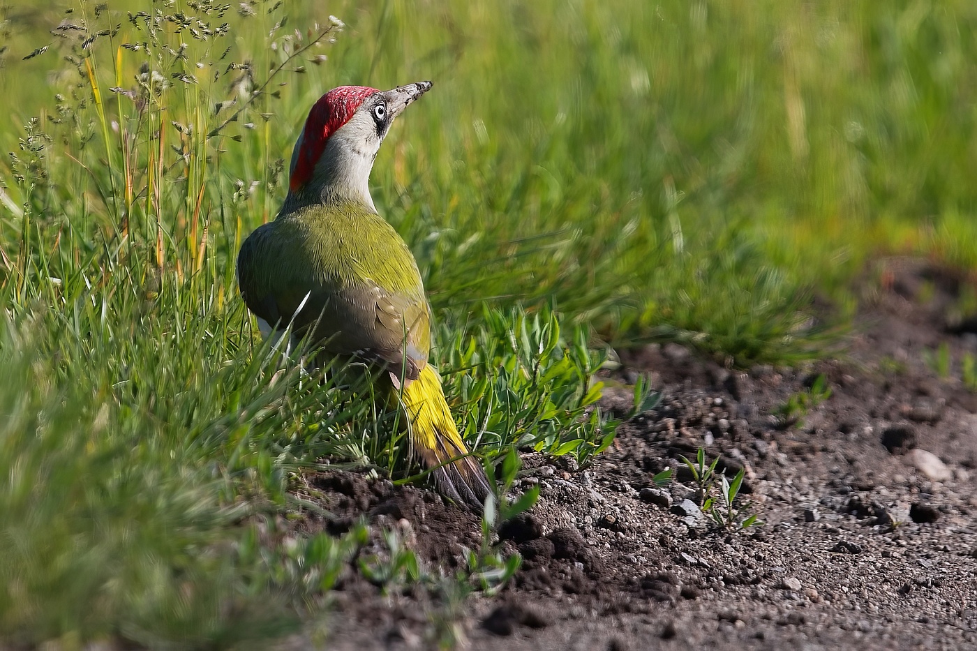 Žluna zelená  ( Picus viridis )