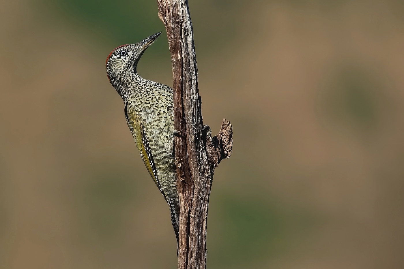 Žluna zelená  ( Picus viridis )