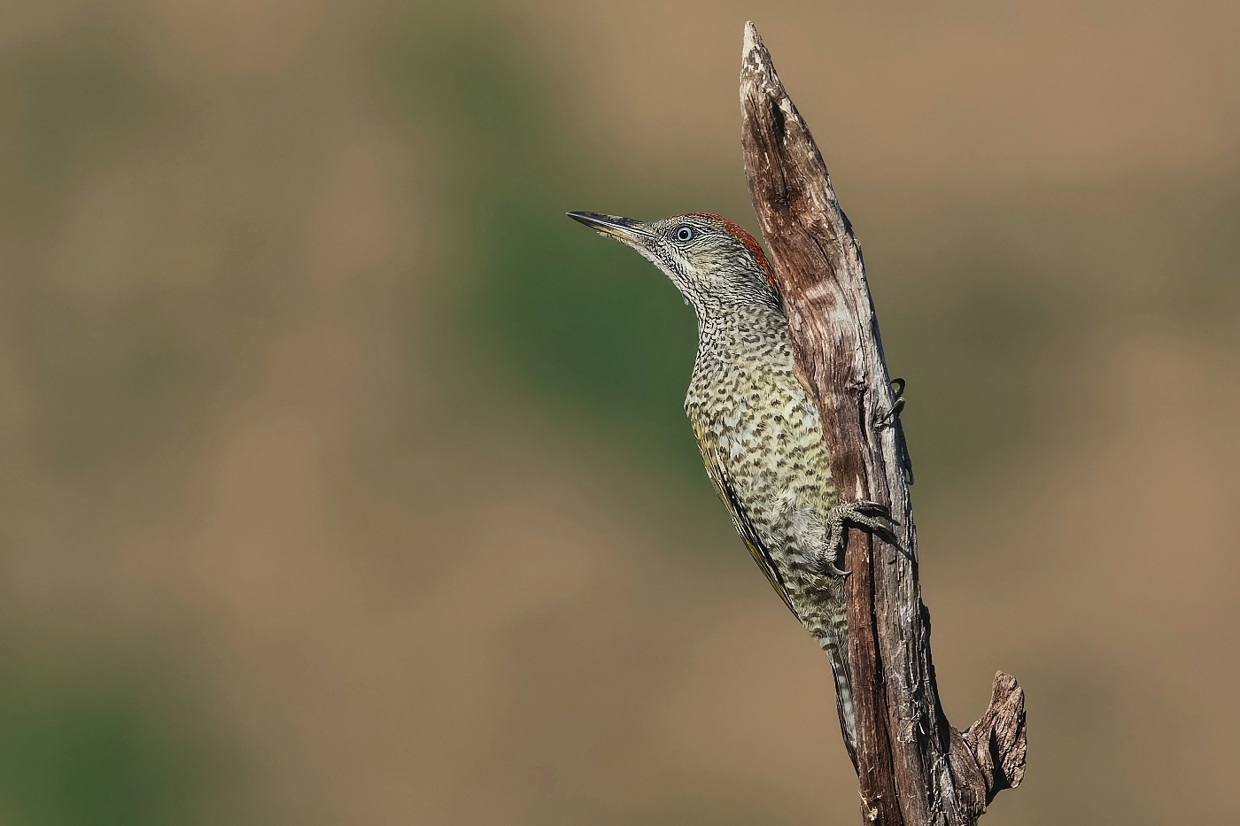 Žluna zelená  ( Picus viridis )