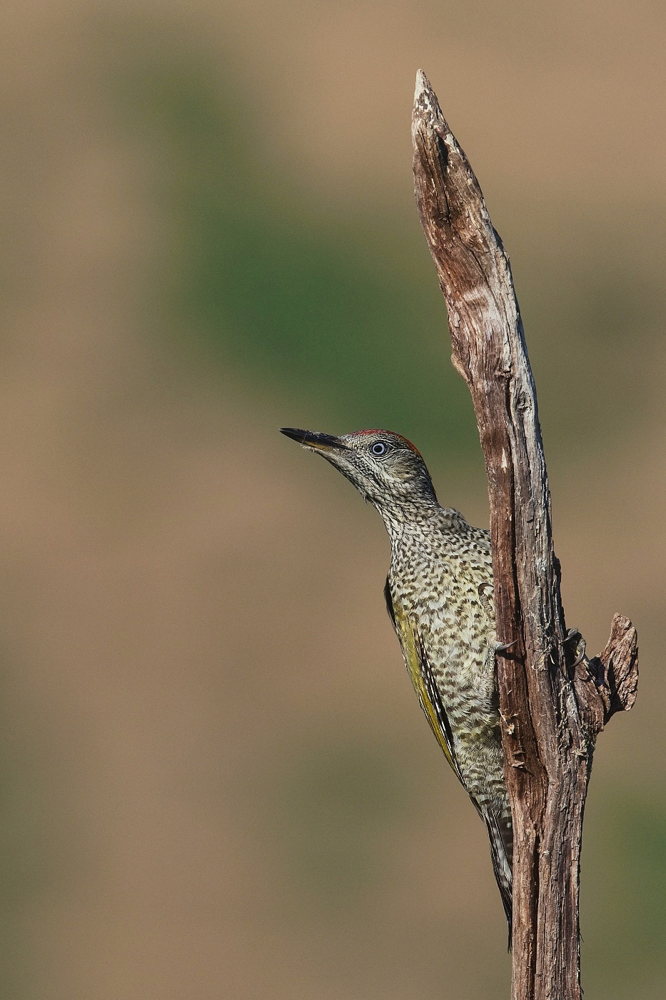 Žluna zelená  ( Picus viridis )