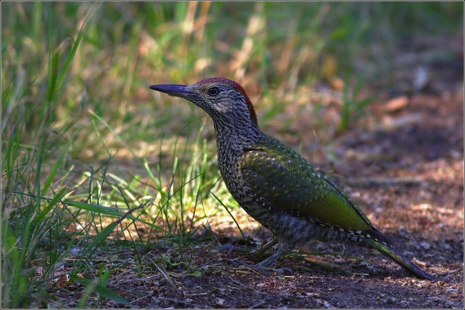 Žluna zelená  ( Picus viridis )