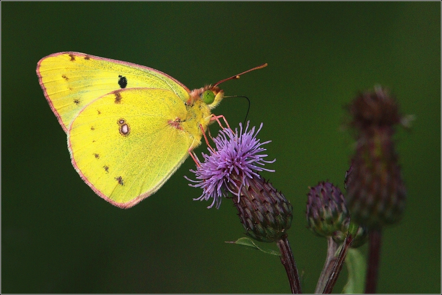 Žluťásek čičorečkový  ( Colias hyale )