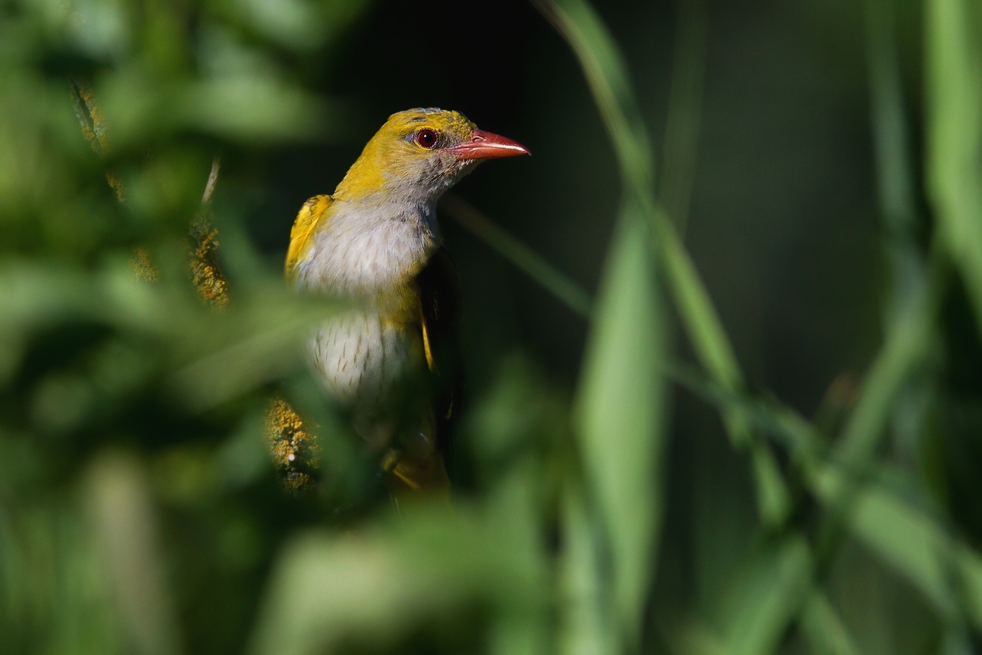 Žluva hajní  ( Oriolus oriolus )