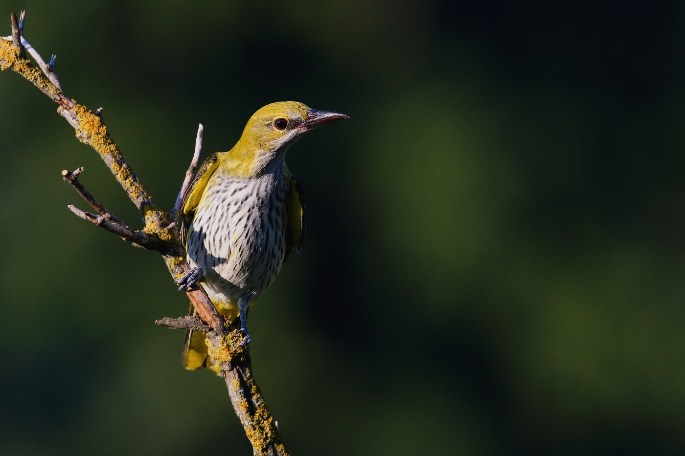 Žluva hajní  ( Oriolus oriolus )