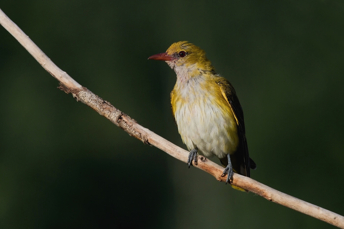Žluva hajní  ( Oriolus oriolus )