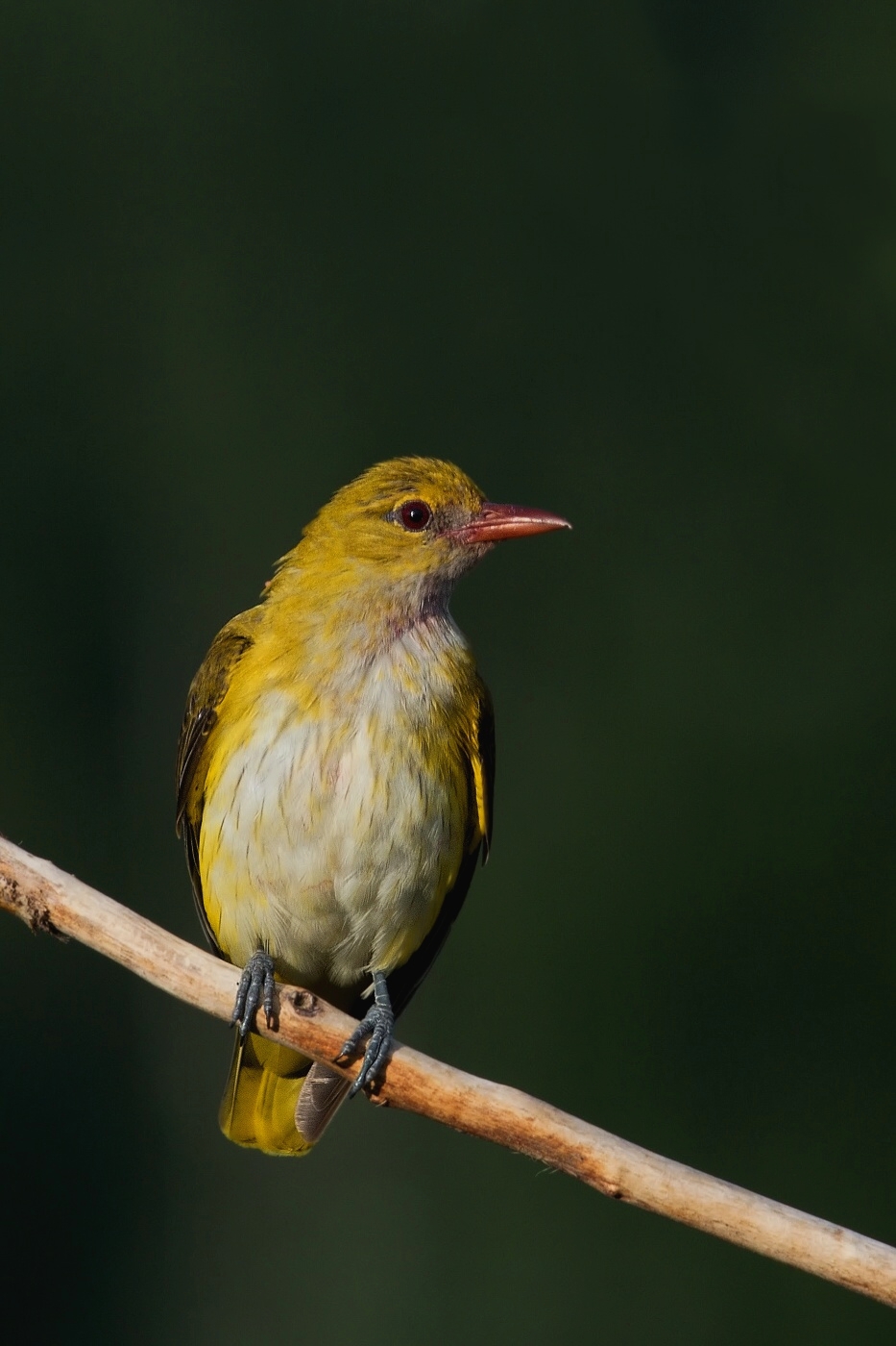 Žluva hajní  ( Oriolus oriolus )