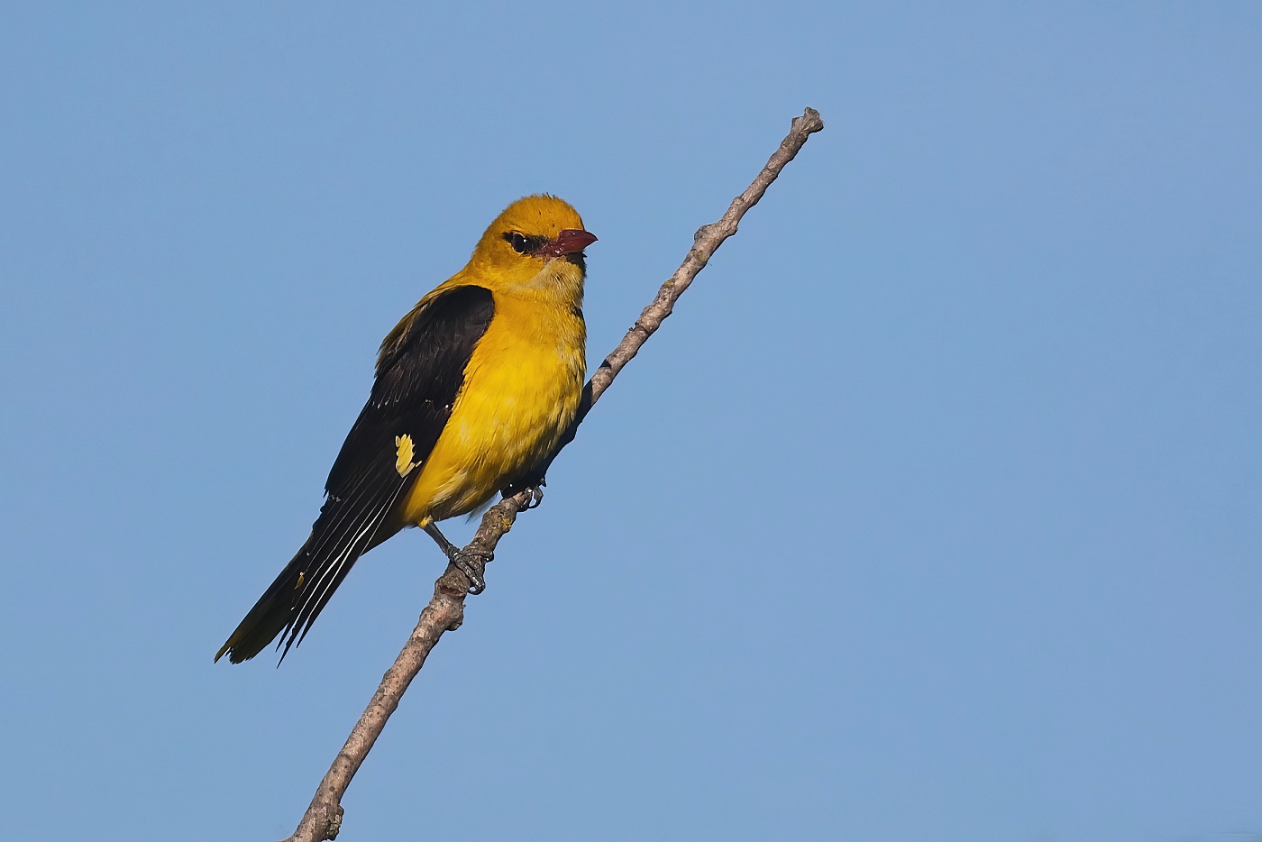 Žluva hajní ( Oriolus oriolus )