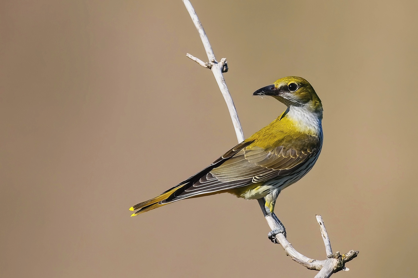 Žluva hajní ( Oriolus oriolus )