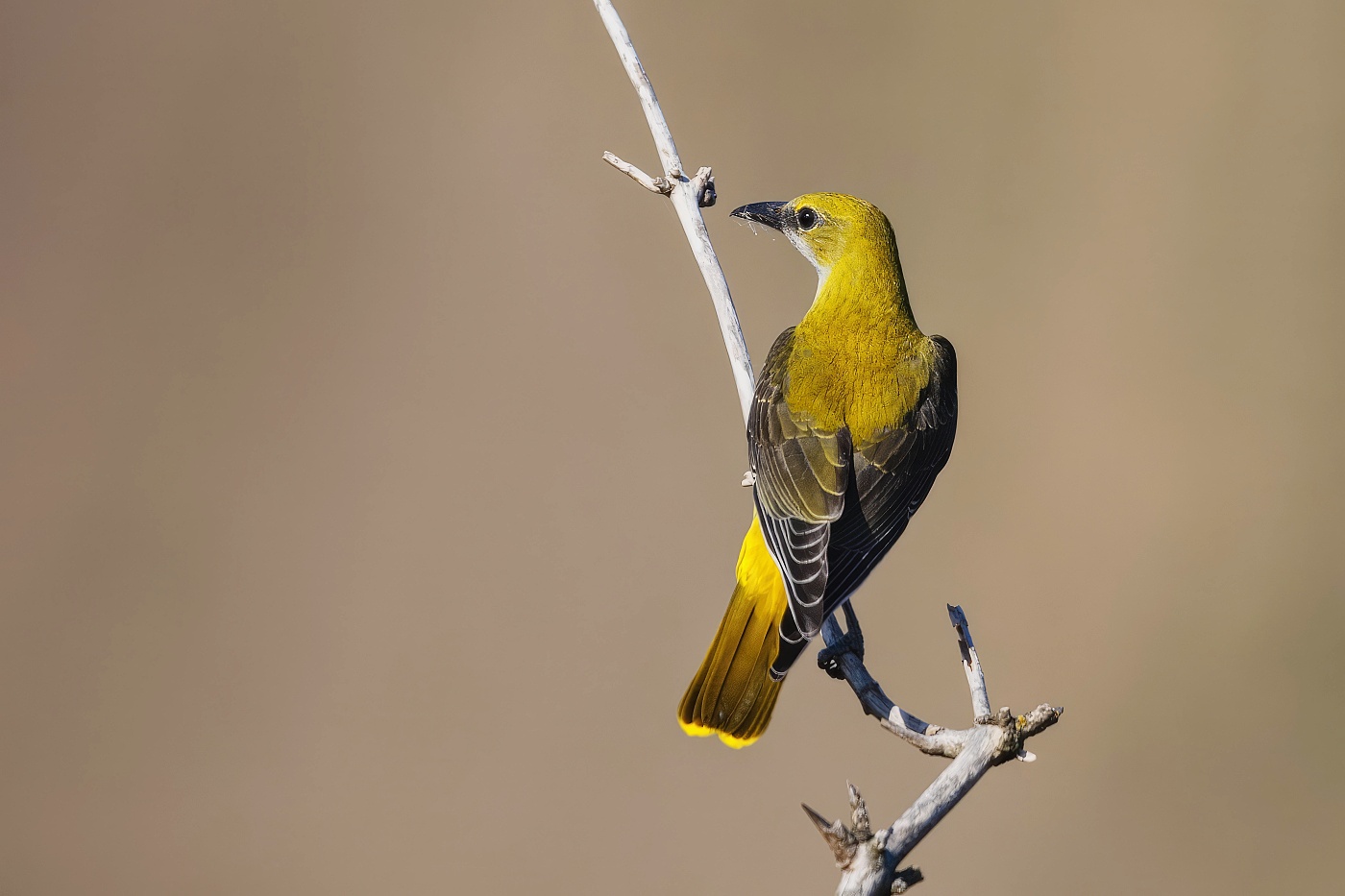 Žluva hajní ( Oriolus oriolus )