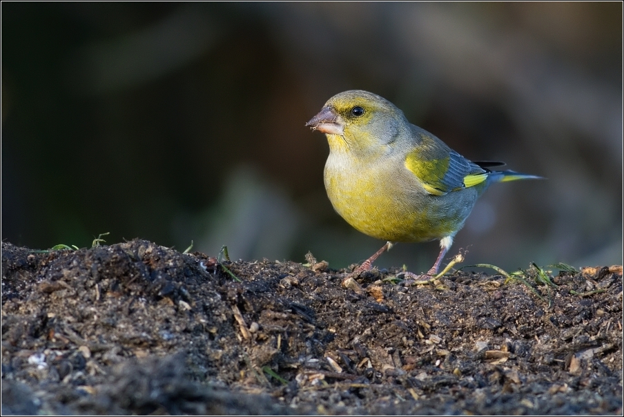 Zvonek zelený  ( Carduelis chloris )