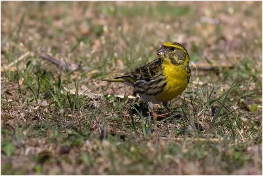 Zvonohlík zahradní  ( Serinus  serinus )