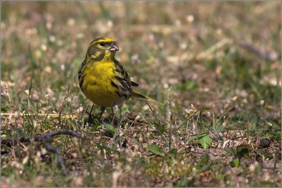 Zvonohlík zahradní  ( Serinus  serinus )