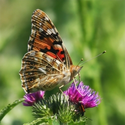 Babočka bodláková