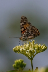 Babočka bodláková  ( Vanessa cardui )