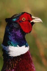 Bažant obecný  ( Phasianus colchicus )