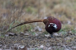 Bažant obecný  ( Phasianus colchicus )