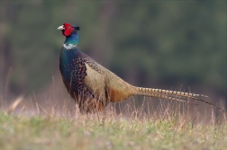 Bažant obecný ( Phiasinus colchicus )