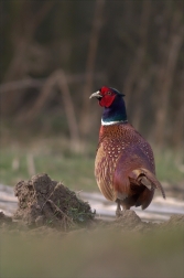 Bažant obecný ( Phiasinus colchicus )