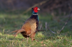 Bažant obecný ( Phiasinus colchicus )