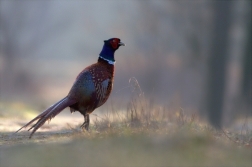 Bažant obecný ( Phiasinus colchicus )