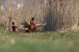 Bažant obecný ( Phiasinus colchicus )