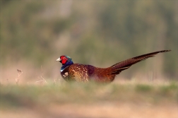 Bažant obecný ( Phiasinus colchicus )