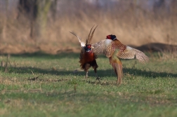 Bažant obecný ( Phiasinus colchicus )