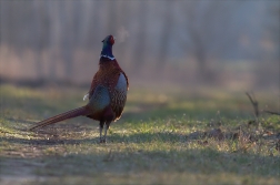 Bažant obecný ( Phiasinus colchicus )