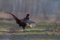 Bažant obecný ( Phiasinus colchicus )