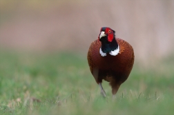 Bažant obecný ( Phiasinus colchicus )