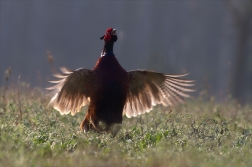 Bažant obecný ( Phiasinus colchicus )