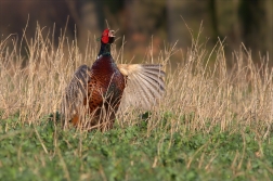 Bažant obecný ( Phiasinus colchicus )