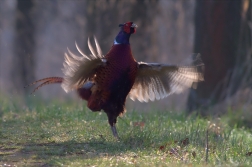 Bažant obecný ( Phiasinus colchicus )