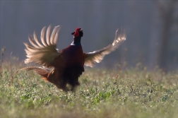 Bažant obecný ( Phiasinus colchicus )