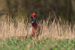 Bažant obecný ( Phiasinus colchicus )