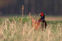 Bažant obecný ( Phiasinus colchicus )