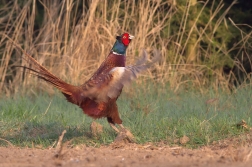 Bažant obecný ( Phiasinus colchicus )