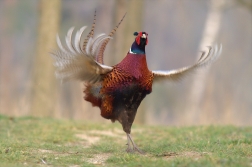 Bažant obecný ( Phiasinus colchicus )