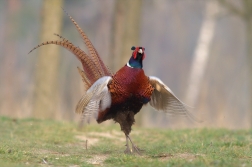 Bažant obecný ( Phiasinus colchicus )