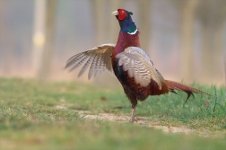 Bažant obecný ( Phiasinus colchicus )