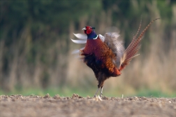 Bažant obecný ( Phiasinus colchicus )