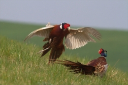 Bažant obecný ( Phiasinus colchicus )