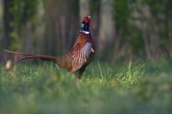 Bažant obecný ( Phiasinus colchicus )