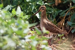 Bekasina otavní ( Gallinago gallinago )