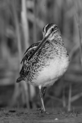 Bekasina otavní ( Gallinago gallinago )
