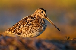 Bekasina otavní ( Gallinago gallinago )