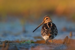 Bekasina otavní ( Gallinago gallinago )