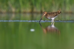 Bekasina otavní ( Gallinago gallinago )