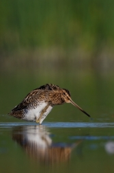 Bekasina otavní ( Gallinago gallinago )